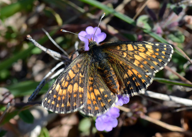 Esemplari di Melitaea da identificare